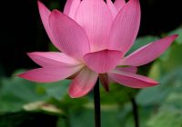 Risale Dersi 902: Kastamonu Lahikası 14 Risale Dersi 902: Kastamonu Lahikası 14