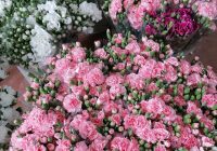 Risale Dersi 909: Kastamonu Lahikası 21 Risale Dersi 909: Kastamonu Lahikası 21