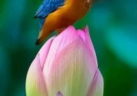 Risale Dersi 911: Kastamonu Lahikası 23 Risale Dersi 911: Kastamonu Lahikası 23