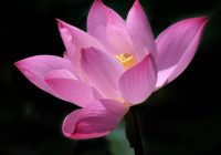 Risale Dersi 919: Kastamonu Lahikası 31 Risale Dersi 919: Kastamonu Lahikası 31