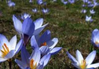 Risale Dersi 930: Kastamonu Lahikası 42 Risale Dersi 930: Kastamonu Lahikası 42