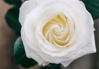 Risale Dersi 936: Kastamonu Lahikası 48 Risale Dersi 936: Kastamonu Lahikası 48