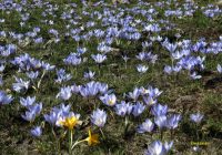 Risale Dersi 938: Kastamonu Lahikası 50 Risale Dersi 938: Kastamonu Lahikası 50