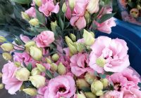 Risale Dersi 961: Kastamonu Lahikası 73 Risale Dersi 961: Kastamonu Lahikası 73