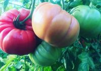 Risale Dersi 968: Kastamonu Lahikası 80 Risale Dersi 968: Kastamonu Lahikası 80