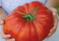 Risale Dersi 962: Kastamonu Lahikası 74 Risale Dersi 962: Kastamonu Lahikası 74