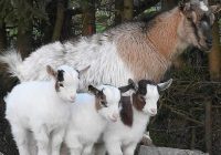 Risale Dersi 940: Kastamonu Lahikası 52 Risale Dersi 940: Kastamonu Lahikası 52