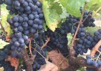 Risale Dersi 939: Kastamonu Lahikası 51 Risale Dersi 939: Kastamonu Lahikası 51