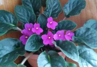 Risale Dersi 945: Kastamonu Lahikası 57 Risale Dersi 945: Kastamonu Lahikası 57