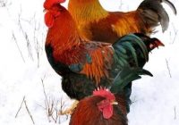 Risale Dersi 946: Kastamonu Lahikası 58 Risale Dersi 946: Kastamonu Lahikası 58