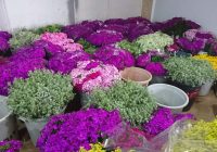 Risale Dersi 947: Kastamonu Lahikası 59 Risale Dersi 947: Kastamonu Lahikası 59