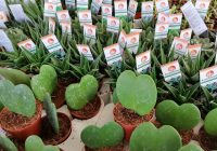 Risale Dersi 948: Kastamonu Lahikası 60 Risale Dersi 948: Kastamonu Lahikası 60