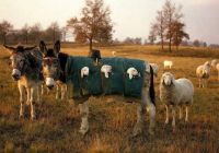 Risale Dersi 949: Kastamonu Lahikası 61 Risale Dersi 949: Kastamonu Lahikası 61