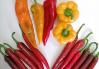 Risale Dersi 950: Kastamonu Lahikası 62 Risale Dersi 950: Kastamonu Lahikası 62