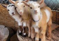 Risale Dersi 952: Kastamonu Lahikası 64 Risale Dersi 952: Kastamonu Lahikası 64