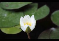 Risale Dersi 953: Kastamonu Lahikası 65 Risale Dersi 953: Kastamonu Lahikası 65