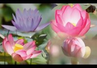 Risale Dersi 954: Kastamonu Lahikası 66 Risale Dersi 954: Kastamonu Lahikası 66