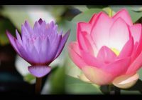 Risale Dersi 957: Kastamonu Lahikası 69 Risale Dersi 957: Kastamonu Lahikası 69