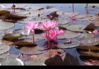 Risale Dersi 955: Kastamonu Lahikası 67 Risale Dersi 955: Kastamonu Lahikası 67