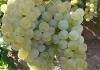 Risale Dersi 958: Kastamonu Lahikası 70 Risale Dersi 958: Kastamonu Lahikası 70