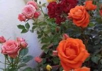 Risale Dersi 959: Kastamonu Lahikası 71 Risale Dersi 959: Kastamonu Lahikası 71