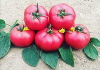 Risale Dersi 960: Kastamonu Lahikası 72 Risale Dersi 960: Kastamonu Lahikası 72