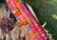 Risale Dersi 972: Kastamonu Lahikası 84 Risale Dersi 972: Kastamonu Lahikası 84