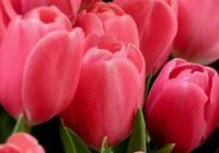 Risale Dersi 1015: Mesnevi-i Nuriye 26 (4k) Risale Dersi 1015: Mesnevi-i Nuriye 26 (4k)