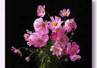 Risale Dersi 1017: Mesnevi-i Nuriye 28 (4k) Risale Dersi 1017: Mesnevi-i Nuriye 28 (4k)