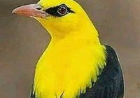 Risale Dersi 1018: Mesnevi-i Nuriye 29 (4k) Risale Dersi 1018: Mesnevi-i Nuriye 29 (4k)