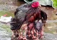 Risale Dersi 1020: Mesnevi-i Nuriye 31 (4k) Risale Dersi 1020: Mesnevi-i Nuriye 31 (4k)