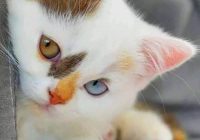 Risale Dersi 1051: Mesnevi-i Nuriye 62 (4k) Risale Dersi 1051: Mesnevi-i Nuriye 62 (4k)