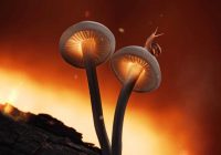 Risale Dersi 1055: Mesnevi-i Nuriye 66 (4k) Risale Dersi 1055: Mesnevi-i Nuriye 66 (4k)