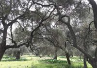 Risale Dersi 1061: Mesnevi-i Nuriye 72 (4k) Risale Dersi 1061: Mesnevi-i Nuriye 72 (4k)