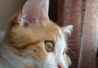 Risale Dersi 1057: Mesnevi-i Nuriye 68 (4k) Risale Dersi 1057: Mesnevi-i Nuriye 68 (4k)