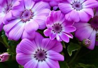 Risale Dersi 1065: Mesnevi-i Nuriye 76 (4k) Risale Dersi 1065: Mesnevi-i Nuriye 76 (4k)