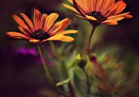 Risale Dersi 1066: Mesnevi-i Nuriye 77 (4k) Risale Dersi 1066: Mesnevi-i Nuriye 77 (4k)