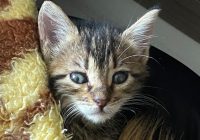 Risale Dersi 1069: Mesnevi-i Nuriye 80 (4k) Risale Dersi 1069: Mesnevi-i Nuriye 80 (4k)