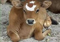 Risale Dersi 1072: Mesnevi-i Nuriye 83 (4k) Risale Dersi 1072: Mesnevi-i Nuriye 83 (4k)