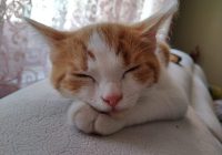 Risale Dersi 1085: Mesnevi-i Nuriye 96 (4k) Risale Dersi 1085: Mesnevi-i Nuriye 96 (4k)