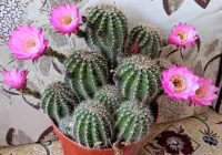 Risale Dersi 1087: Mesnevi-i Nuriye 98 (4k) Risale Dersi 1087: Mesnevi-i Nuriye 98 (4k)