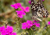 Risale Dersi 1089: Mesnevi-i Nuriye 100 (4k) Risale Dersi 1089: Mesnevi-i Nuriye 100 (4k)