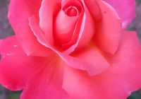 Risale Dersi 1098: Mesnevi-i Nuriye 109 (4k) Risale Dersi 1098: Mesnevi-i Nuriye 109 (4k)