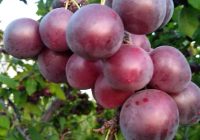 Risale Dersi 1093: Mesnevi-i Nuriye 104 (4k) Risale Dersi 1093: Mesnevi-i Nuriye 104 (4k)