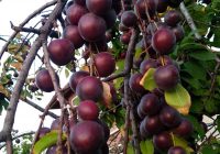 Risale Dersi 1099: Mesnevi-i Nuriye 110 (4k) Risale Dersi 1099: Mesnevi-i Nuriye 110 (4k)