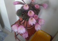 Risale Dersi 1107: Mesnevi-i Nuriye 118 (4k) Risale Dersi 1107: Mesnevi-i Nuriye 118 (4k)