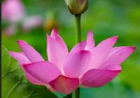 Risale Dersi 1117: Mesnevi-i Nuriye 128 (4k) Risale Dersi 1117: Mesnevi-i Nuriye 128 (4k)