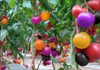 Risale Dersi 1106: Mesnevi-i Nuriye 117 (4k) Risale Dersi 1106: Mesnevi-i Nuriye 117 (4k)