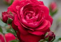 Risale Dersi 1113: Mesnevi-i Nuriye 124 (4k) Risale Dersi 1113: Mesnevi-i Nuriye 124 (4k)