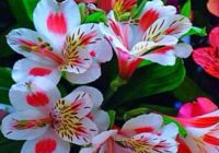 Risale Dersi 1128: Mesnevi-i Nuriye 139 (4k) Risale Dersi 1128: Mesnevi-i Nuriye 139 (4k)